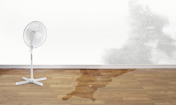 Best Mold removal after water damage  in Kimberly, ID
